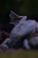 Merlin's clawed frog, close-up of the hind leg.
