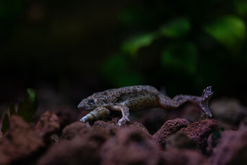 Merlin's clawed frog on stones underwater.
