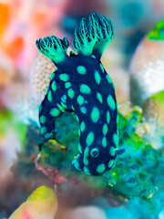 Cabbage Nudibranch (Nembrotha cristata) feeds on tunicates