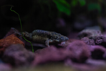Merlin's clawed frog on stones underwater.
