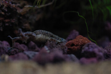 Merlin's clawed frog on stones underwater.
