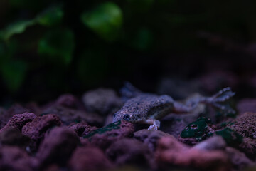 Merlin's clawed frog on stones underwater.
