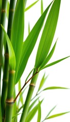 Fototapeta premium Vibrant green bamboo leaves, sharp detail, clean white background, plant, vivid