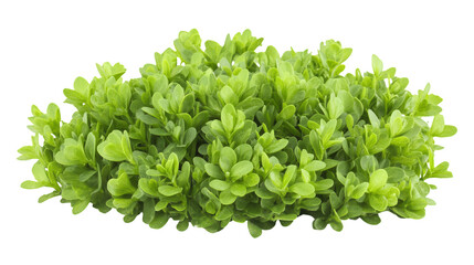 Obraz premium Green Boxwood Shrub Isolated on Transparent Background for Landscaping Use