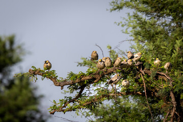 birds on a branch
