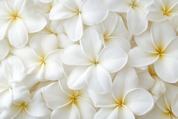 Fototapeta premium A serene and beautiful arrangement of delicate white petals, enhancing tranquility and elegance.
