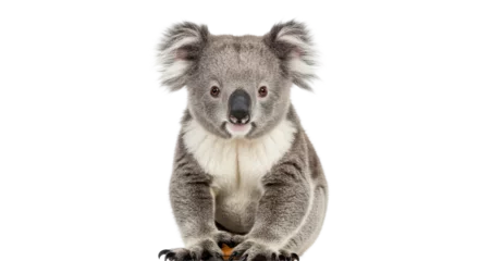 Rolgordijnen Isolated Sweet Koala Bear © Sarah