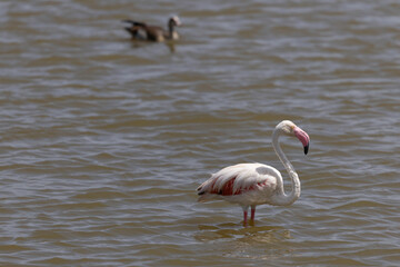 Flamingo in Ngorongoro Crater