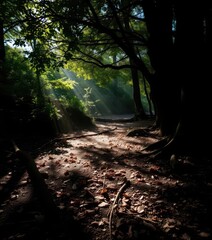 Obraz premium Deep shadows dappled sunlight on ancient woodland floor, photography, scenic