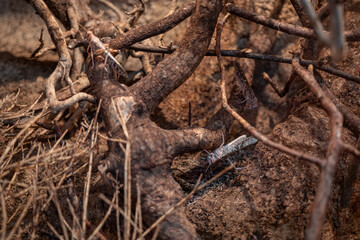 Locusts in the terrarium space.
