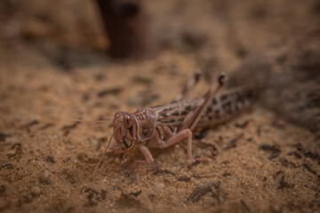 Locusts in the terrarium space.
