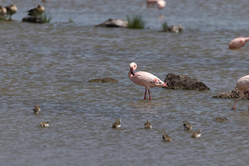 Flamingo in Ngorongoro Crater