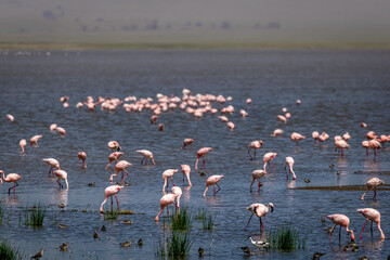 Flamingo in Ngorongoro Crater