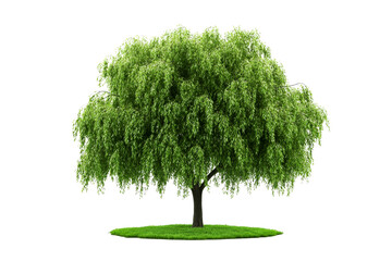 Weeping willow tree with green grass, isolated, on black, cut out transparent
