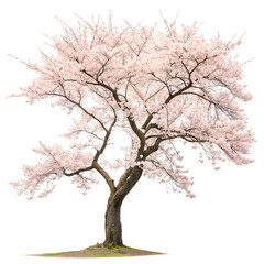Naklejka premium Cherry blossom tree on a transparent background