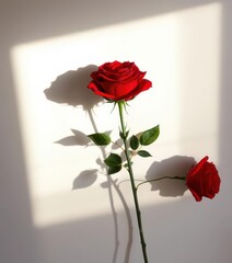 Red rose bouquet shadow on white canvas, stems visible, composition, canvas, illustration