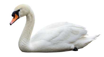 Isolated White Swan