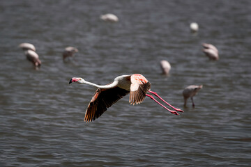 Flamingo in Ngorongoro Crater