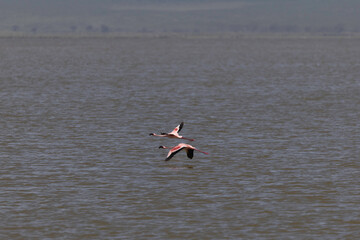 Flamingo in Ngorongoro Crater