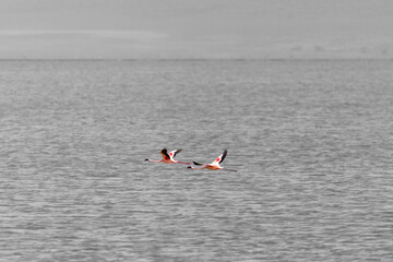 Flamingo in Ngorongoro Crater