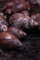 Large snails hiding in a shell.
