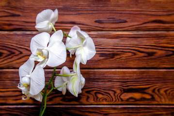 A branch of white orchids on a brown wooden background

