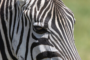 Zebras in the wild of Tanzania