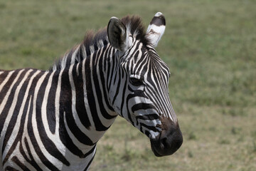 Zebras in the wild of Tanzania