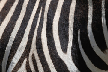 Zebras in the wild of Tanzania