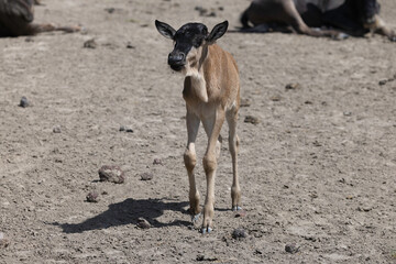 Wildebeest in Serengeti