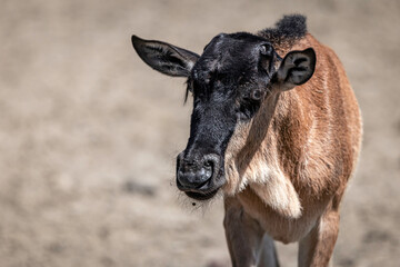 Wildebeest in Serengeti