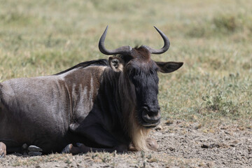 Wildebeest in Serengeti