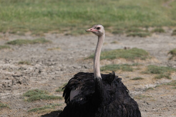 Ostrich in Ngorongoro Crater