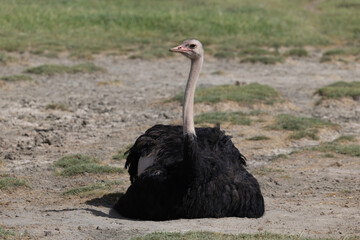Ostrich in Ngorongoro Crater