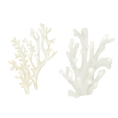 White coral, an element of the underwater world and coral reefs. Watercolor illustration. A set of marine coral branches, isolated on a white background.for marine design, nautical wall decor.