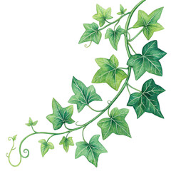 Lush Green Ivy Plant with Detailed Leaves and Twisting Vines