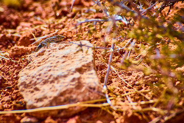 Desert Lizard on Sunlit Rock in Nevada Close-Up Perspective