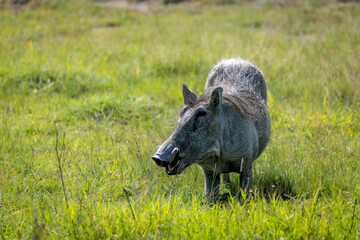 Warzhog