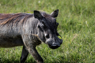 Warzhog