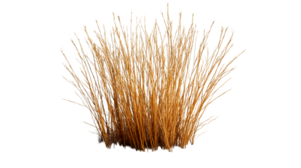 Bundle of golden wheat stems, cut out transparent