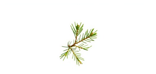 A tiny pine sapling, needles vibrant green, isolated on pure white, evergreen, image