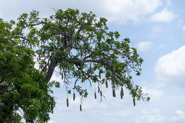 sausage tree tanzania