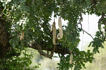 sausage tree tanzania