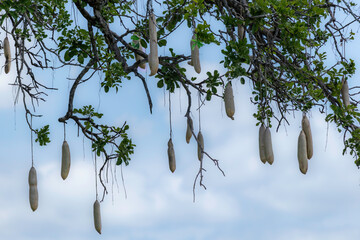 sausage tree tanzania