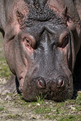 Close-up of the head of an amphibious hippopotamus outdoors.