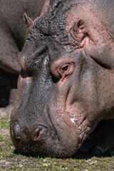 Close-up of the head of an amphibious hippopotamus outdoors.