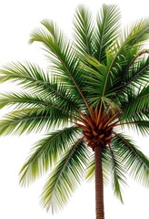 Fototapeta premium Single majestic palm tree, lush green fronds, against pure white backdrop, holiday, isolated, background