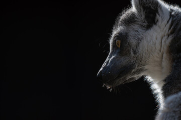 Close-up of the head of a lemur monkey with a black background. © lapis2380