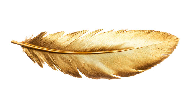 Fototapeta Gold feather quill, elegant texture, shining sheen, isolated detail, cut out transparent