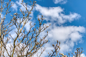 magnolia bush in the first days of spring, visible flower buds against the blue sky and clouds